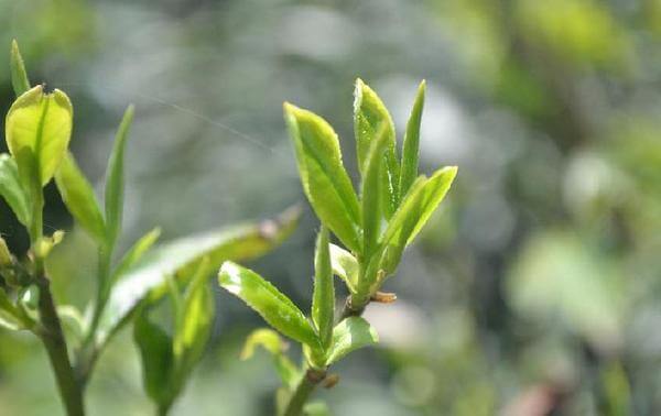 1533612816851012.jpg 神马茶叶加盟介绍.jpg
