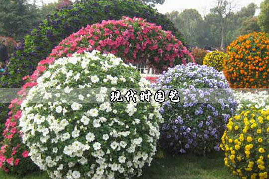 现代时园艺加盟优势 现代时园艺加盟优势